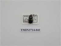 藏品(金龜子科)的圖片